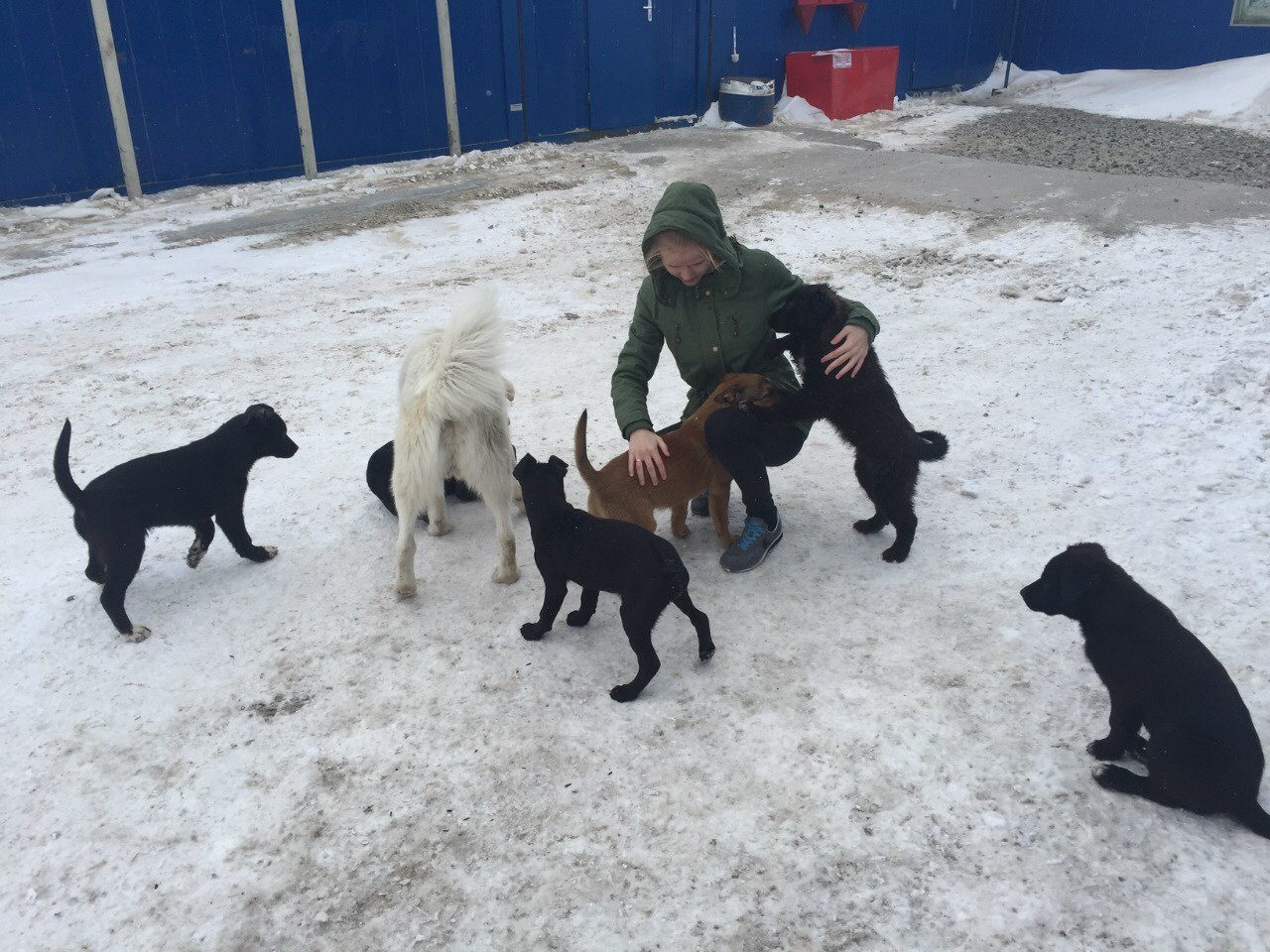 We'll give away puppies. - In good hands, Looking for a home, Dog, Help, Longpost, , , Tazovsky