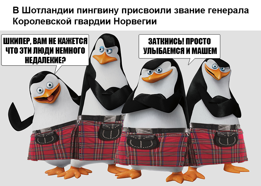 About the sensational news with penguins (stealed from VK) - Scotland, Norway, Politics, Penguins, Madagascar, Humor