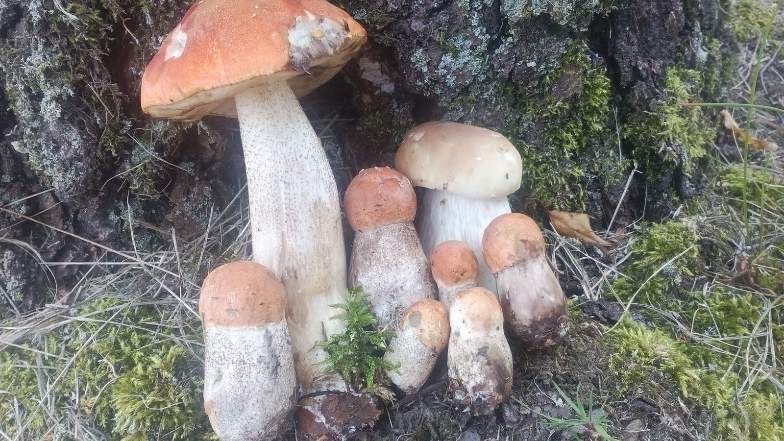 Summer mushroom catch. :3 - My, Forest, Mushrooms, Silent hunt, Summer, After the rain, Soup, My, Short post