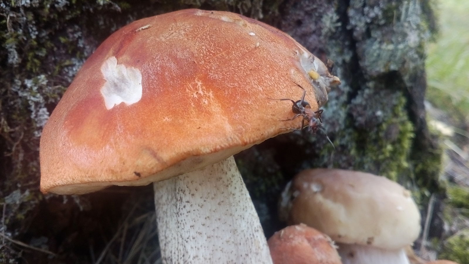 Summer mushroom catch. :3 - My, Forest, Mushrooms, Silent hunt, Summer, After the rain, Soup, My, Short post