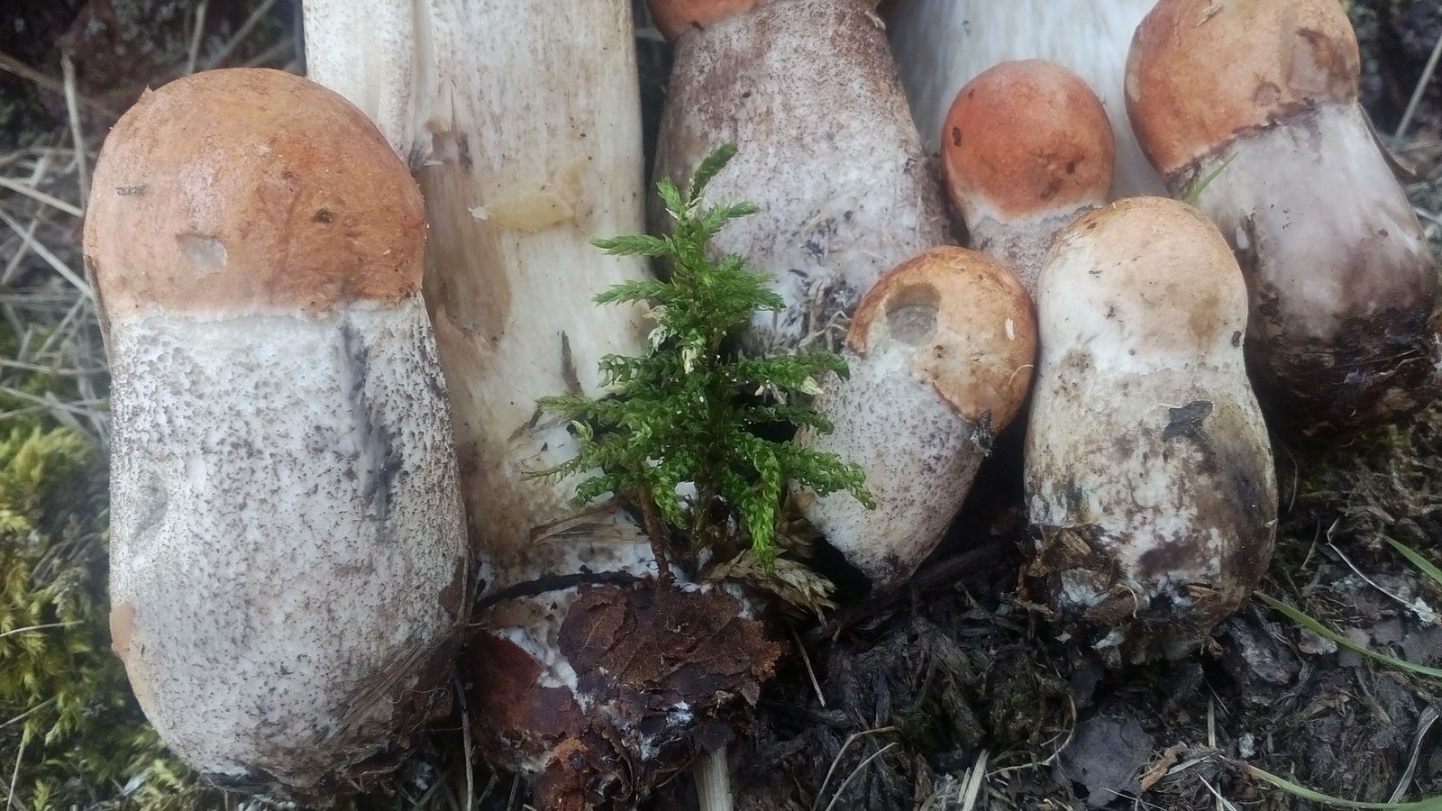 Summer mushroom catch. :3 - My, Forest, Mushrooms, Silent hunt, Summer, After the rain, Soup, My, Short post