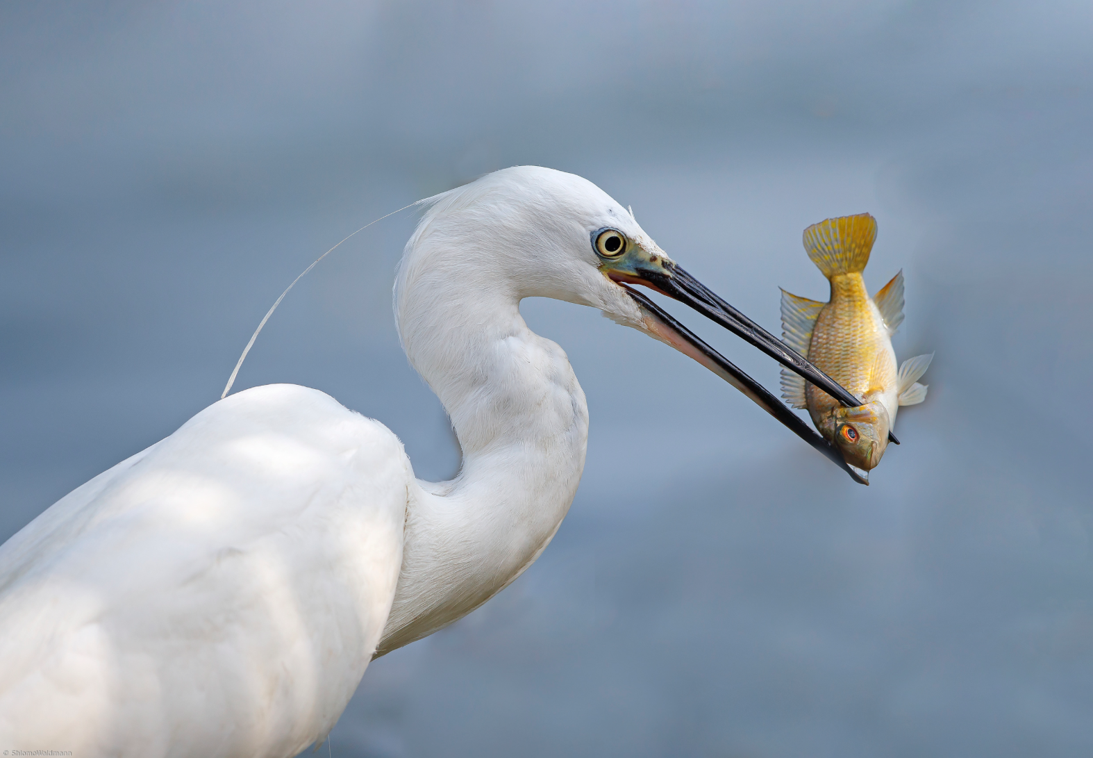 Come on, tell me how you overtook, how you pressed ... - Nature, Animals, Fauna, A fish, Stork, 