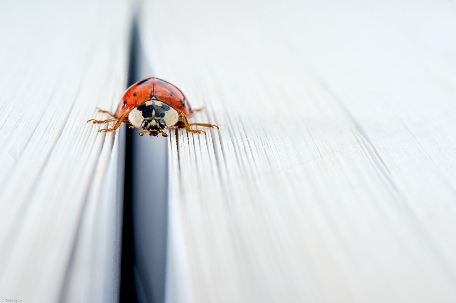 Just don't turn around.) - ladybug, Macro, Photo, Insects, Paper, From the network, Macro photography
