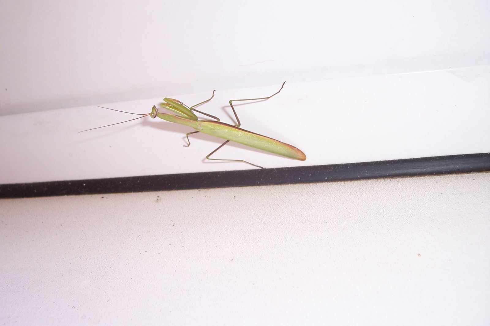 First meeting.. - My, Insects, Balcony, Longpost