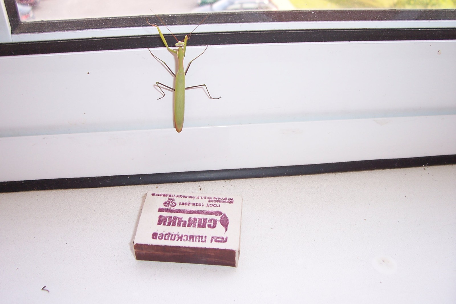 First meeting.. - My, Insects, Balcony, Longpost