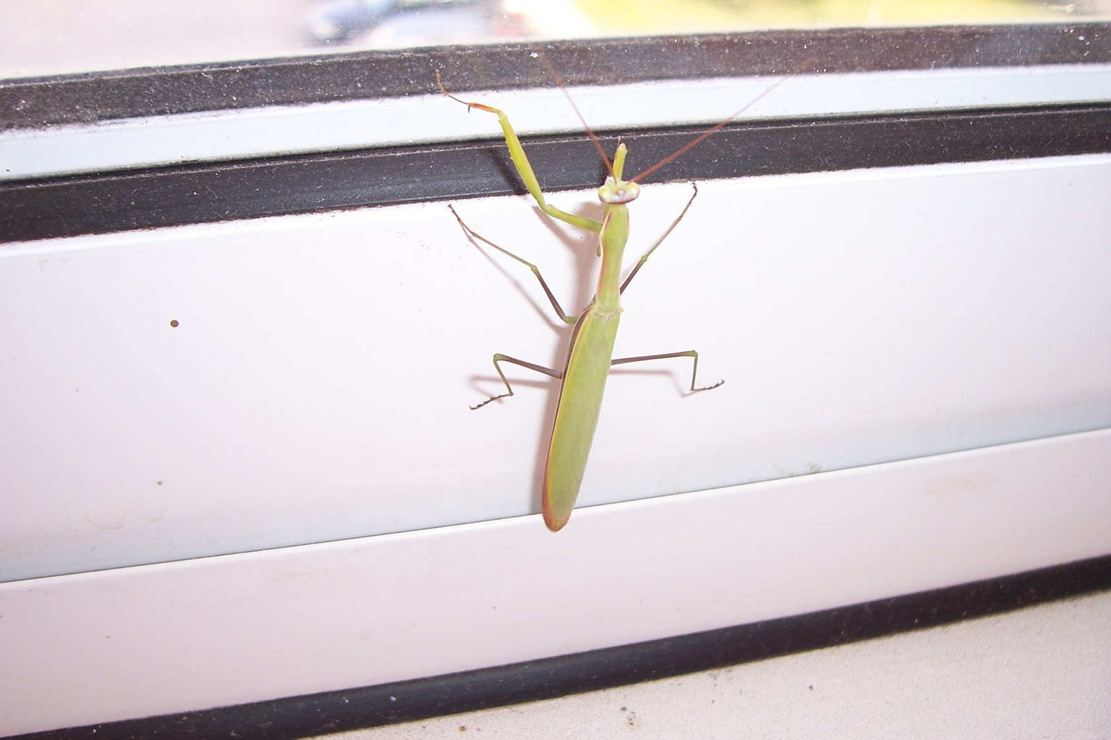 First meeting.. - My, Insects, Balcony, Longpost