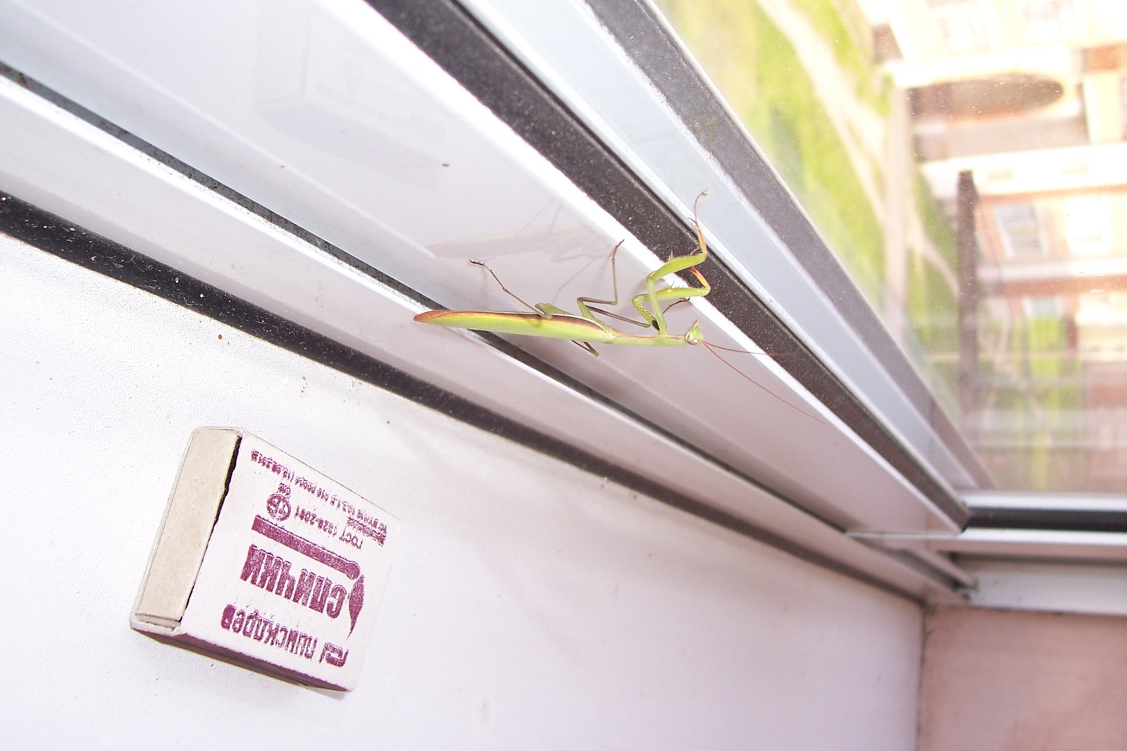 First meeting.. - My, Insects, Balcony, Longpost