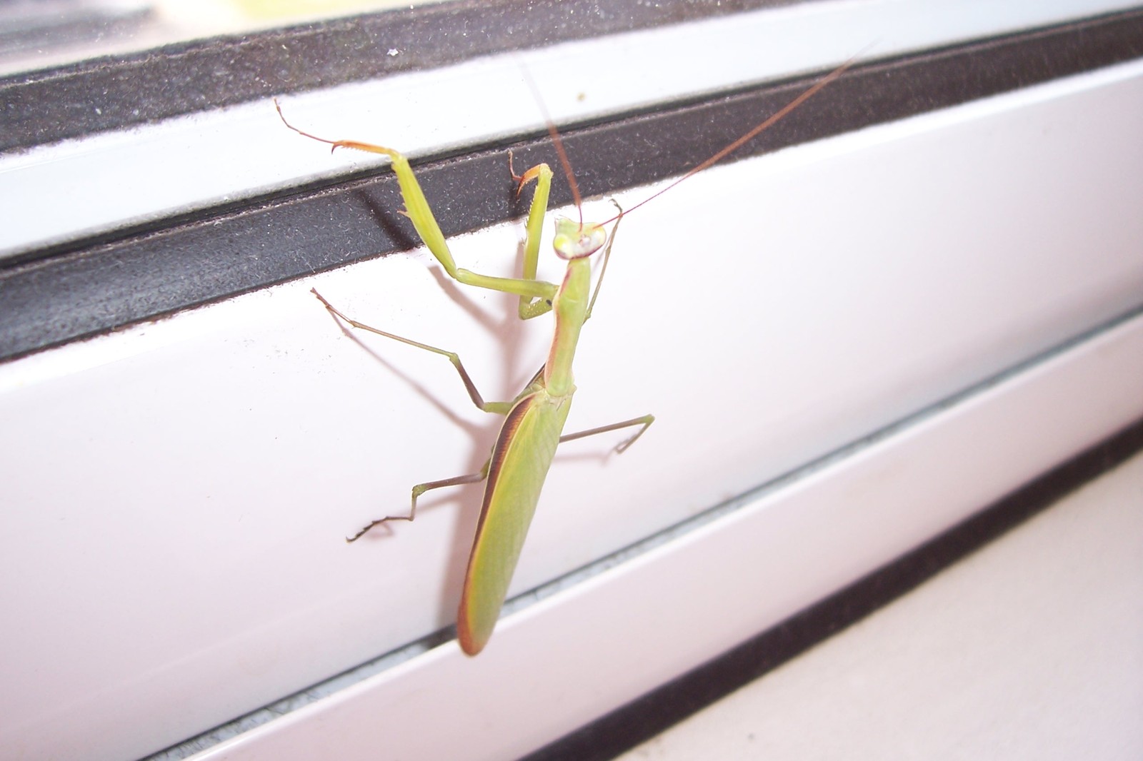 First meeting.. - My, Insects, Balcony, Longpost