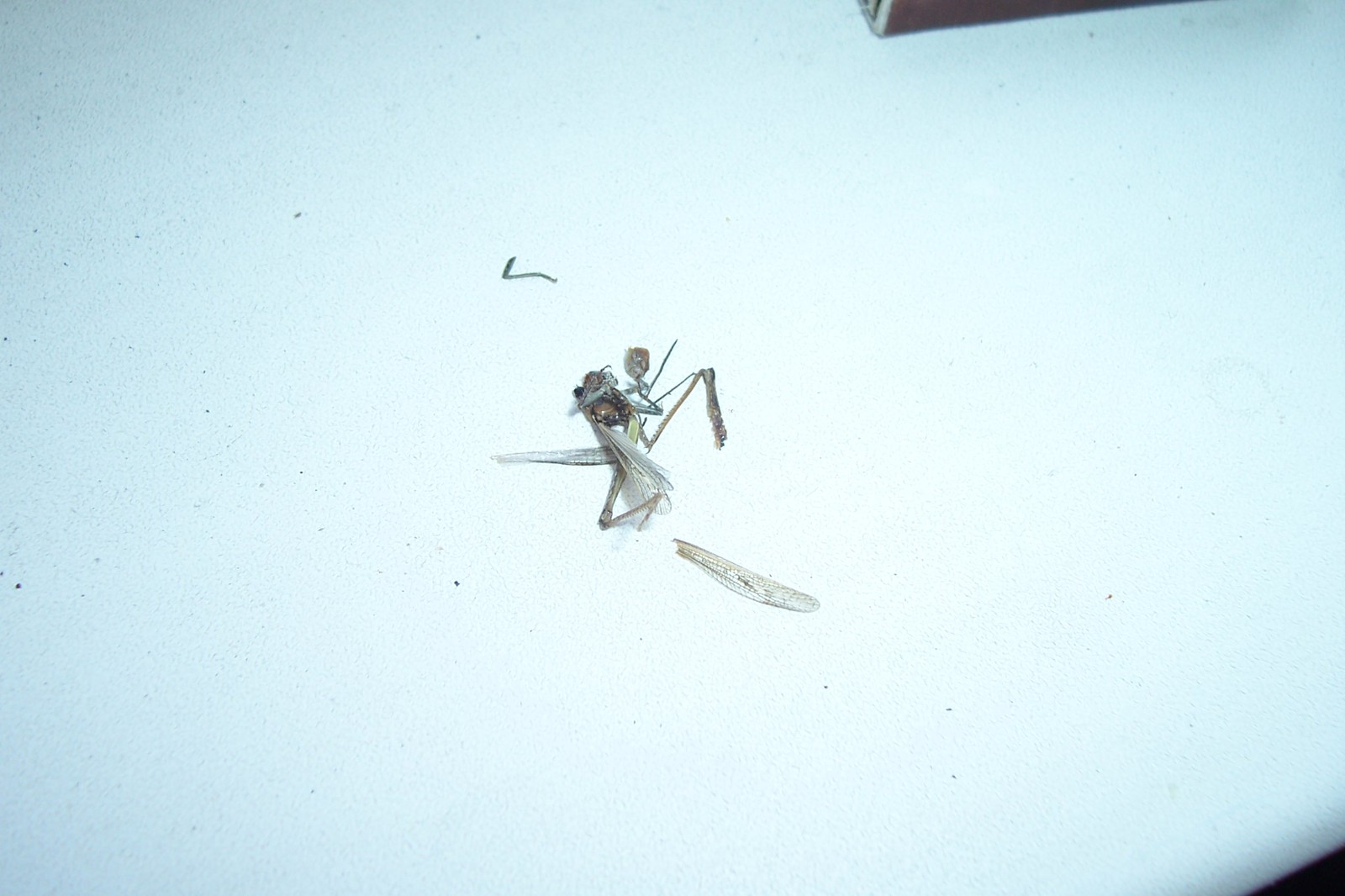 First meeting.. - My, Insects, Balcony, Longpost