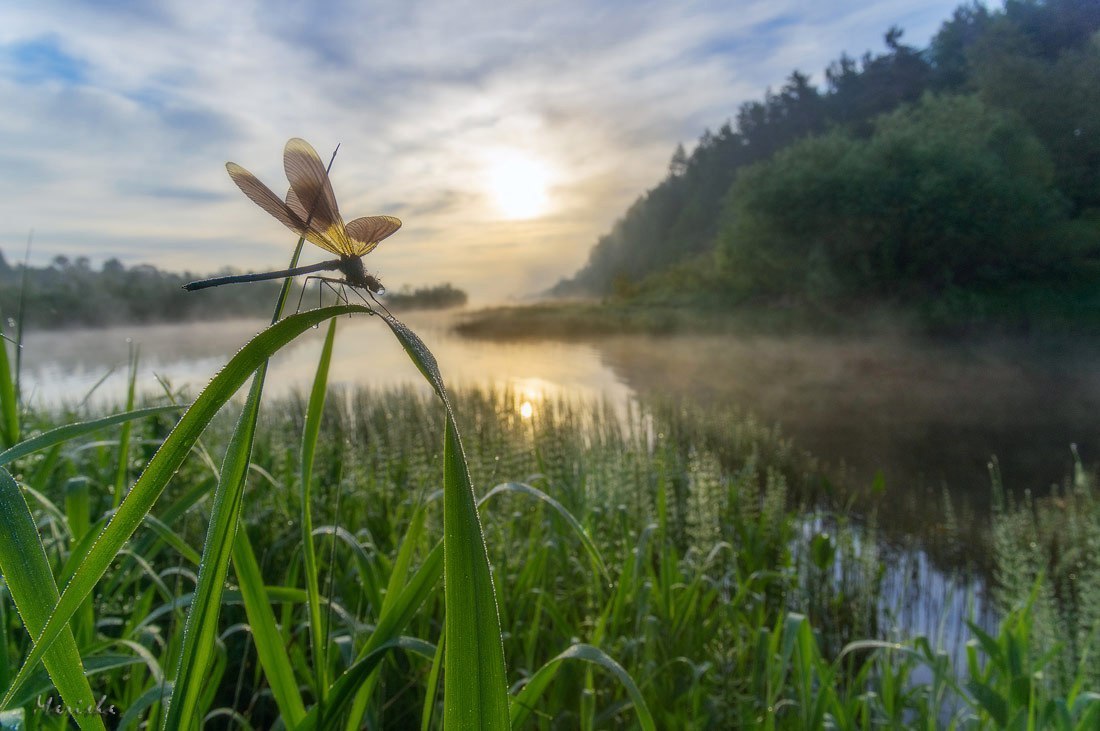 Mologa River - Russia, Vologodskaya Oblast, Photo, Nature, River, Longpost