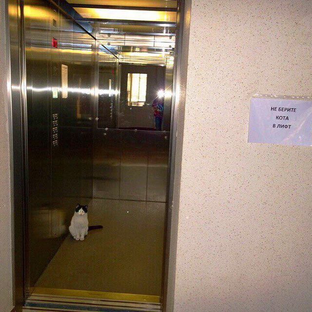 doorman - cat, Elevator, Doormen, Announcement