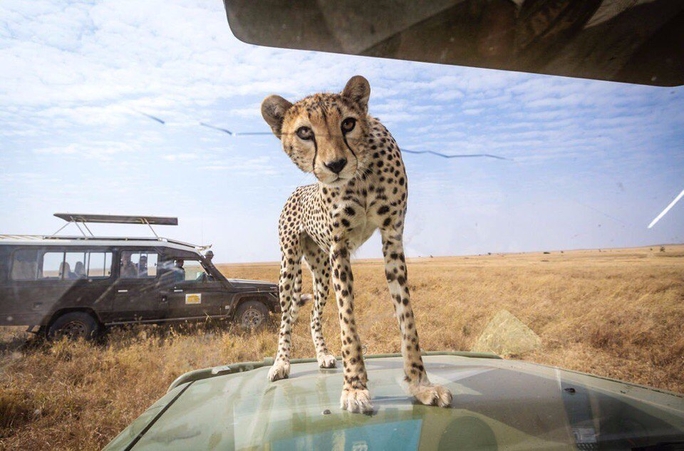 shpana - Cheetah, Safari, cat, Africa, Hey