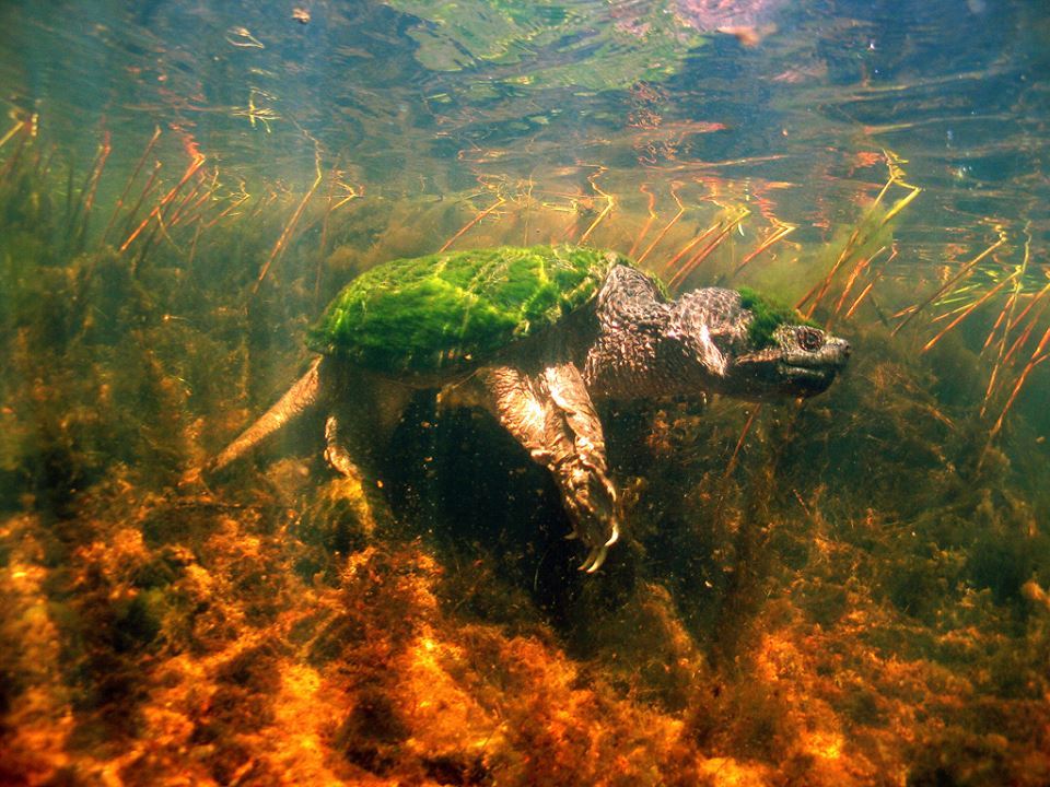 overgrown turtle - Turtle, Reptiles, Seaweed, Photo