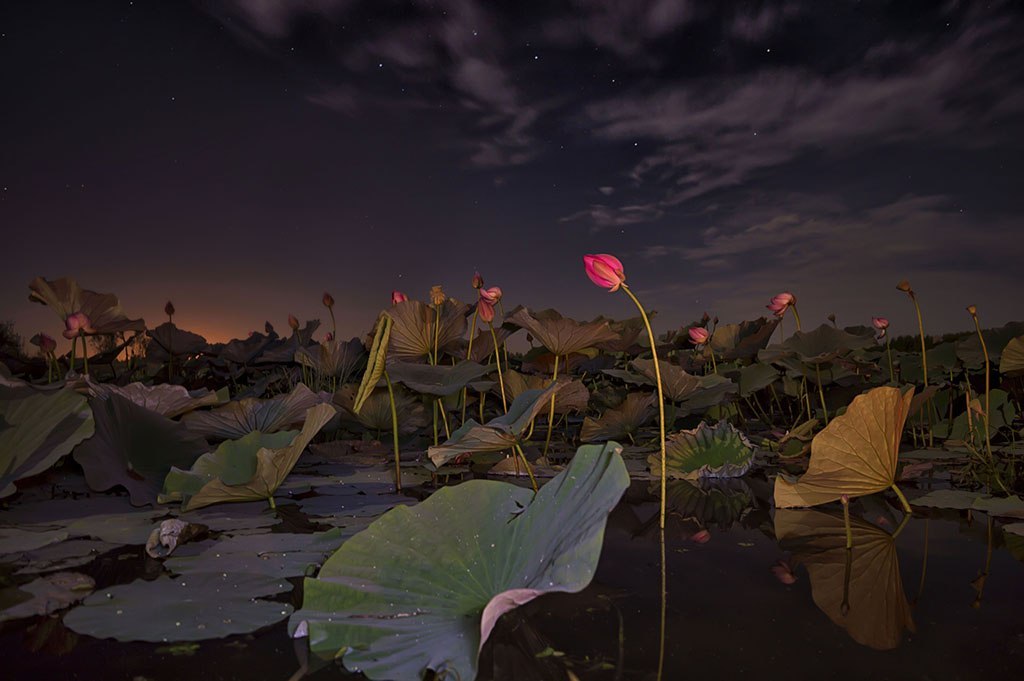 Sleeping lotuses against the backdrop of the Big Dipper. Khabarovsk Territory, Galkino farm. - Photo, Images, Lotus