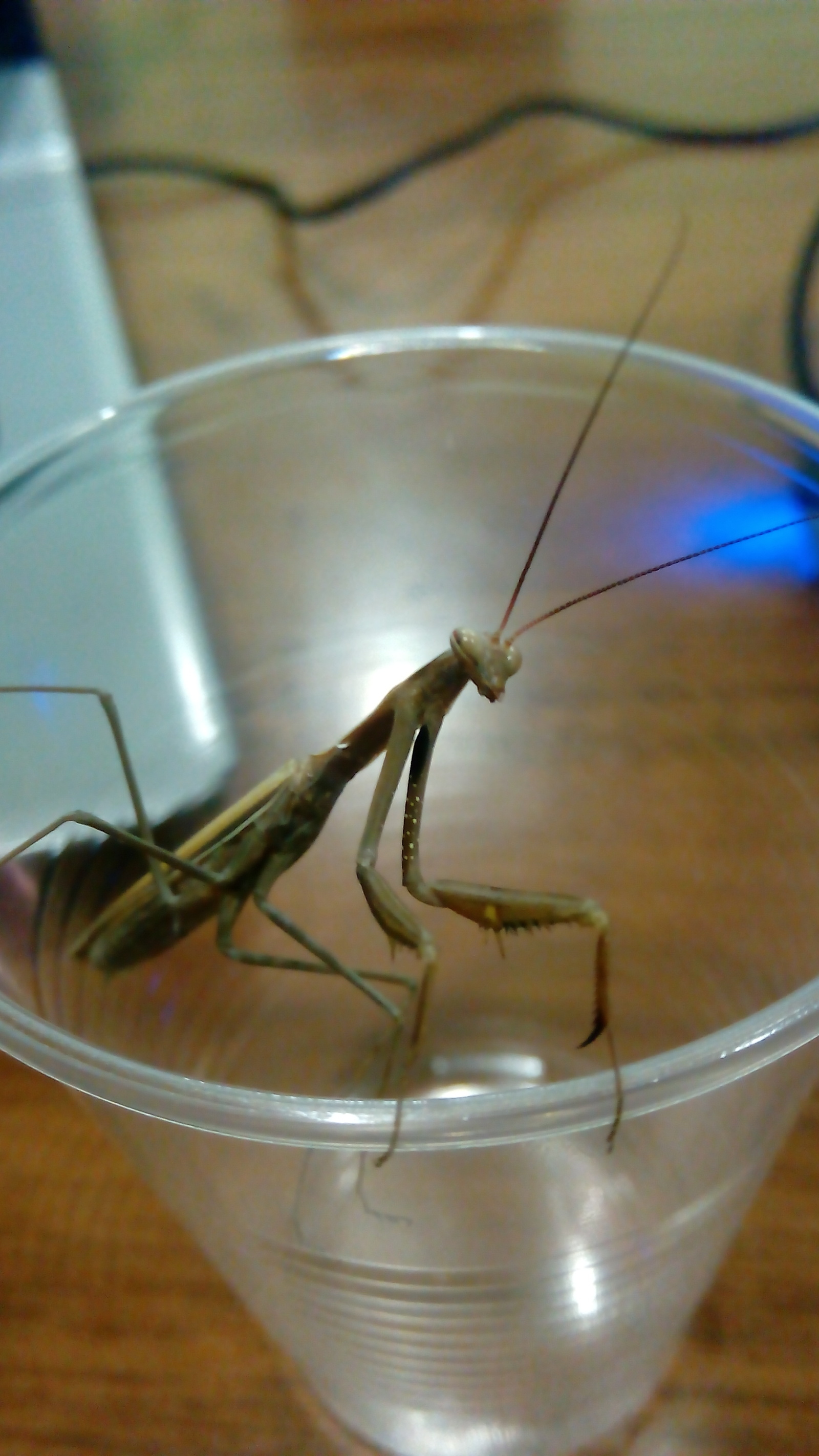 Speaking of mantises. - My, Mantis, Republic of Belarus, Minsk, , Longpost