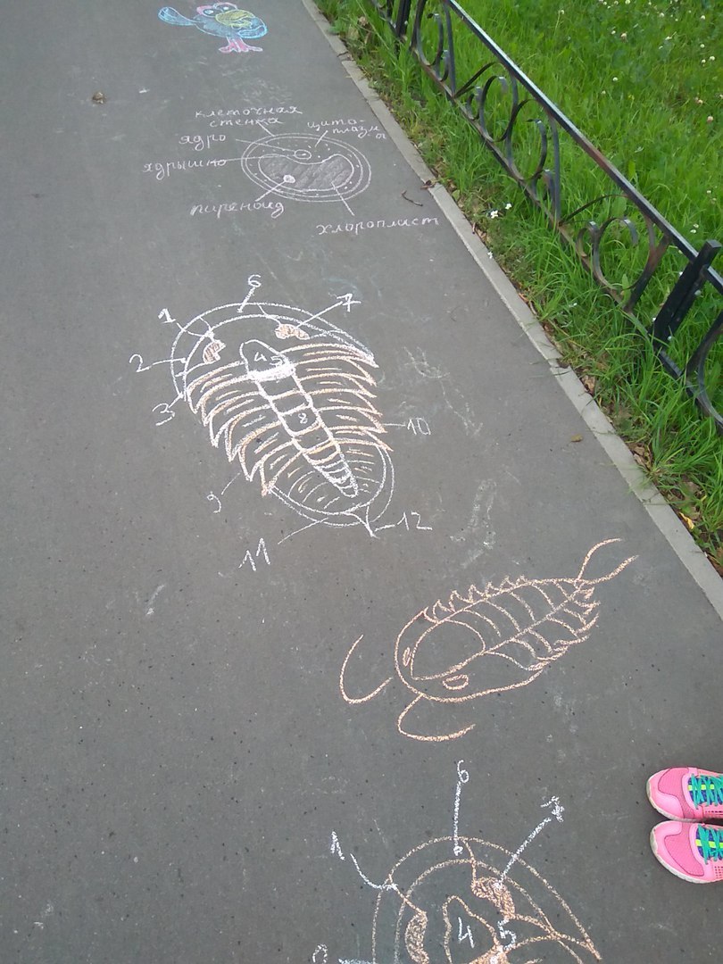 Correct drawings on asphalt. - Drawing, Biology, School