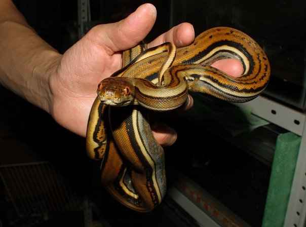 This python was called a striped worm, and he became a giant striped worm! - My, Snake, Python, Terrariumistics, Reticulated python, It Was-It Was, Longpost