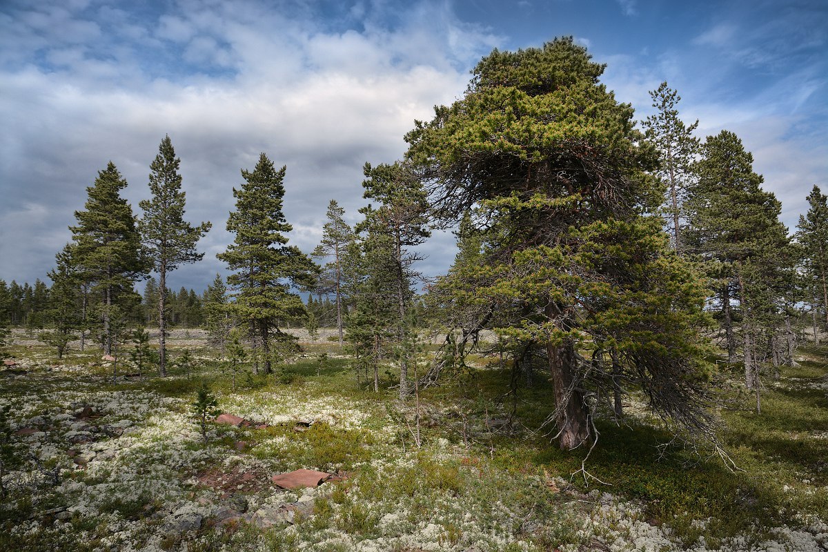 Kola Peninsula - Kola Peninsula, Russia, Photo, The photo, Nature, Go, Longpost