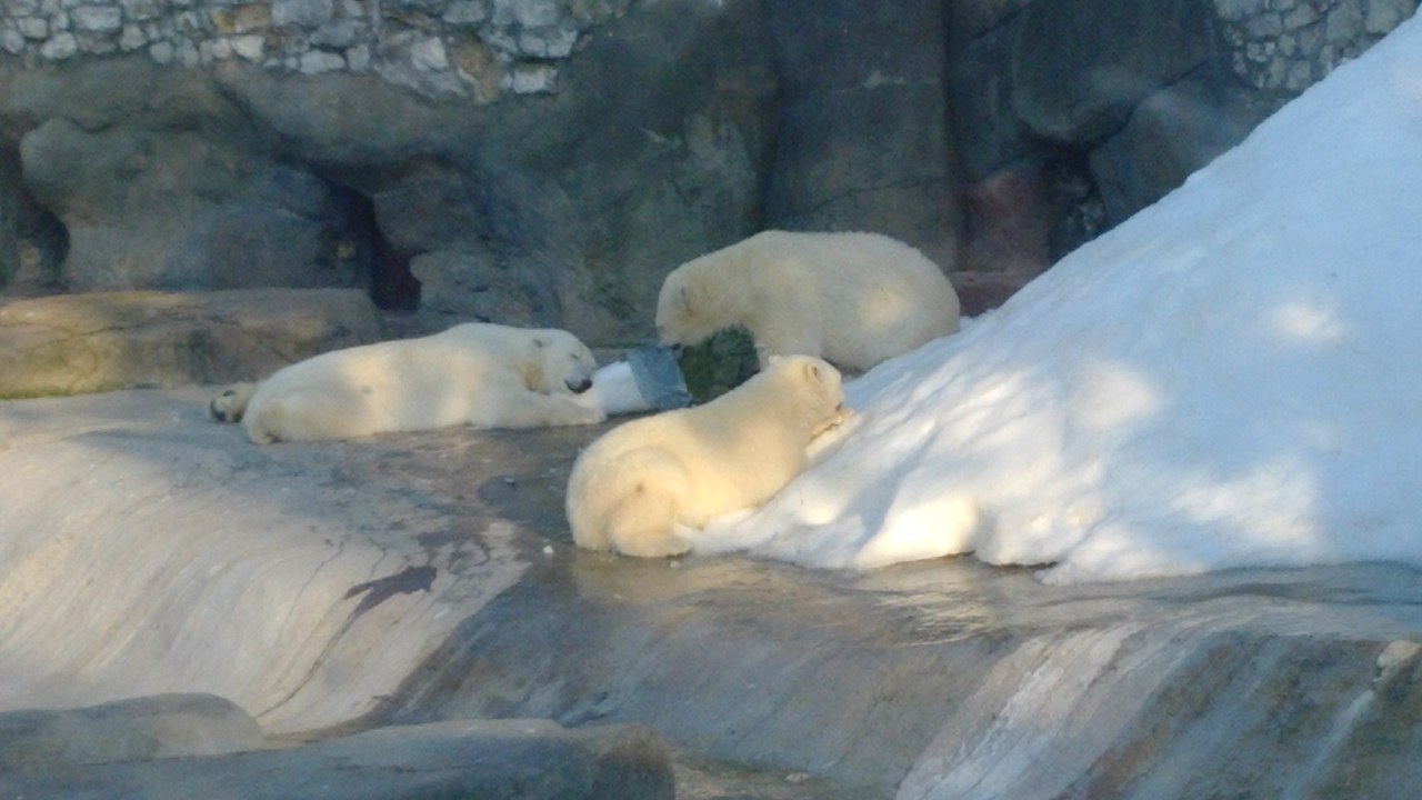 Teddy bear in the zoo - My, Bear, Zoo, Snow, Moscow, , Polar bear, Milota, The Bears