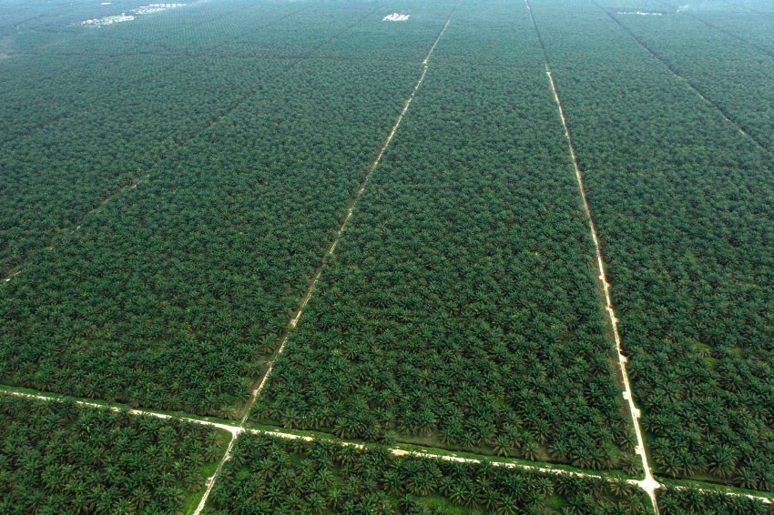 oil palm plantations - Ecology, Palm oil, Tree, Plantation, Longpost