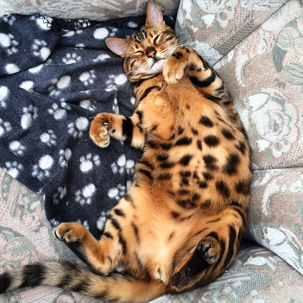 Знакомьтесь, бенгальский кот по кличке Тор с идеально красивой шерсткой |  Пикабу