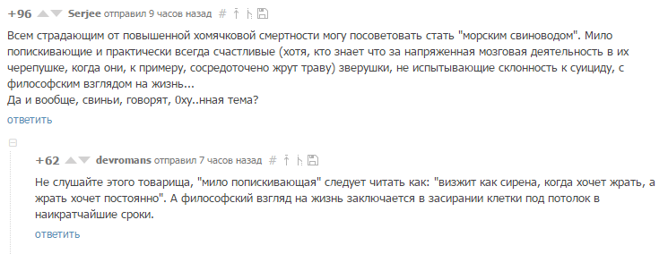 О морских свинках и их философском взгляде на жизнь - Домашние животные, Грызуны, Комментарии, Морская свинка, Пикабу