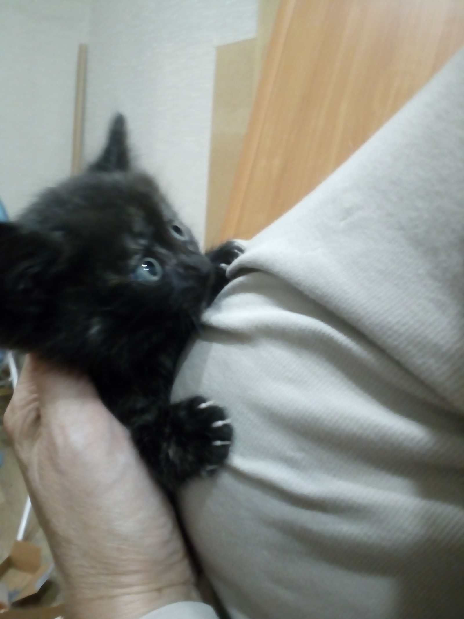 Kitten in good hands (Novosibirsk) - My, cat, , In good hands, Novosibirsk, Is free, Help, Milota, Longpost