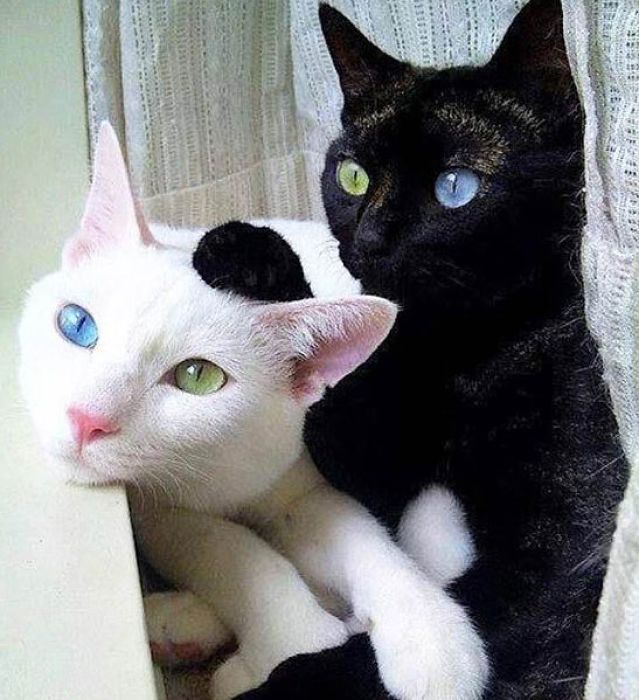 Day and night. - cat, , Heterochromia, 