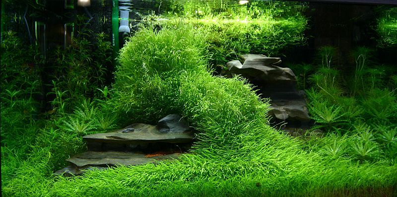 Utricularia graminifolia or pemphigus herbaceous - Aquarium, Aquarium plants, Angelfish, Scalariki, Ground cover, Longpost