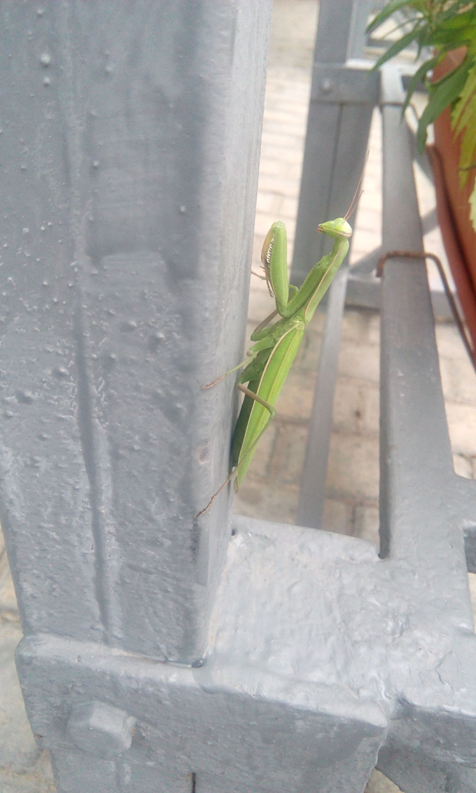 Mantis in Moscow - My, Mantis, Moscow, Airport Metro, Photo