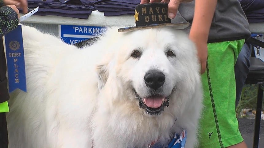 A dog named Duke was elected mayor for the third time. - Dog, Mayor, Elections