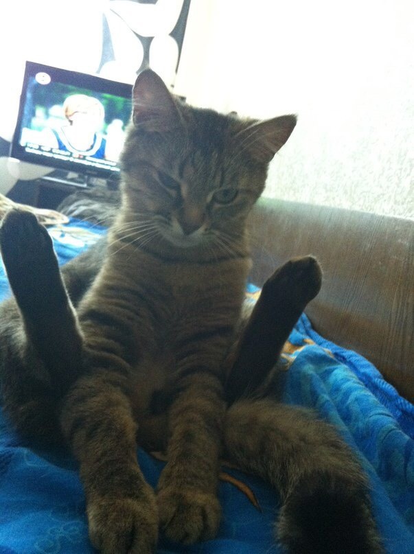 Her name is Venya, PPC is convenient)) - My, Pose, Convenience, Longpost, cat