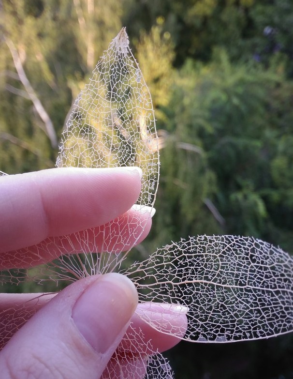 Leaf skeletonization - My, Handmade, Leaves, Herbarium, Skeleton, Skeletonization, Flowers, Longpost