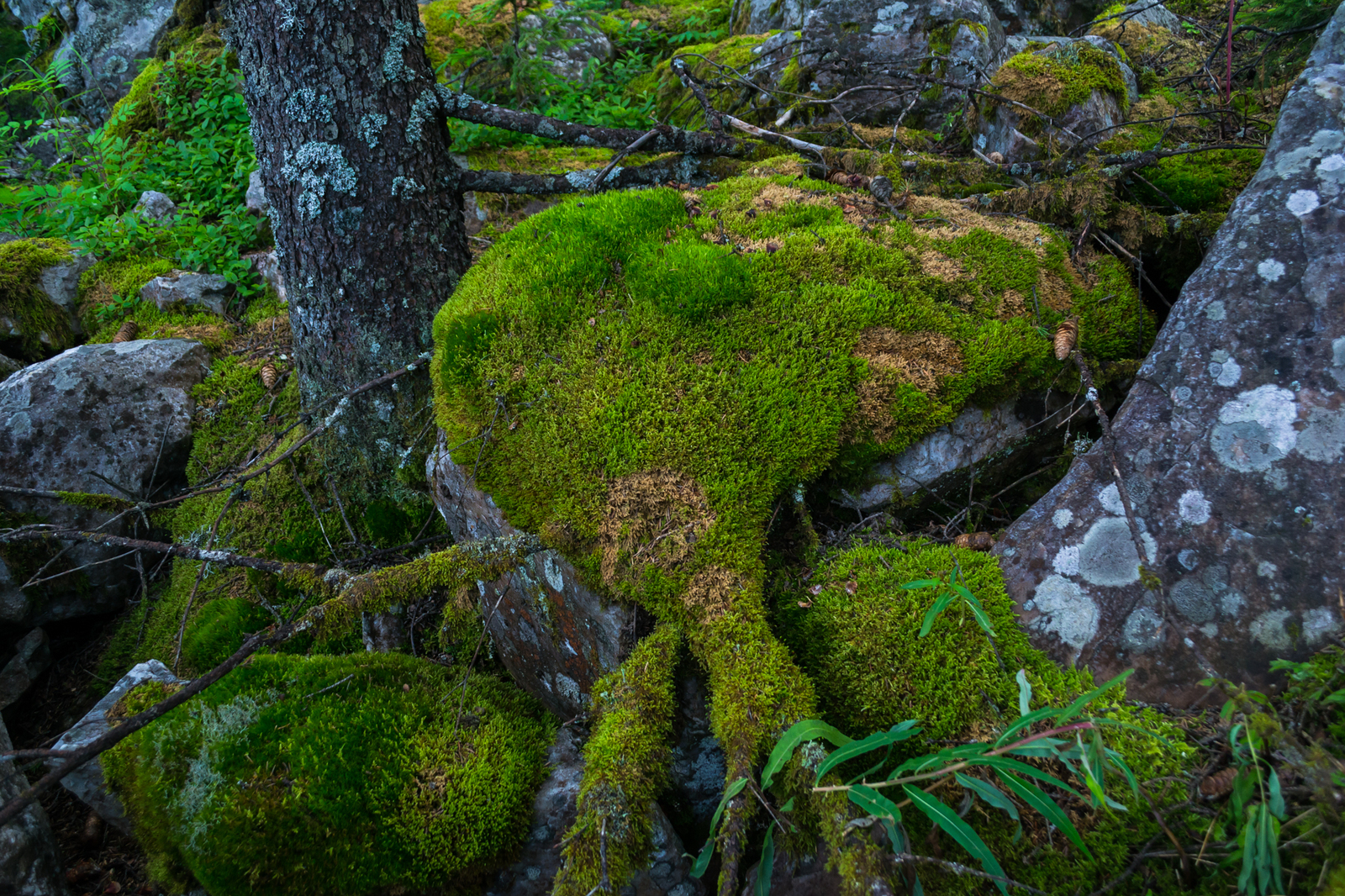 moss land - My, Moss, Forest, Nature, Longpost