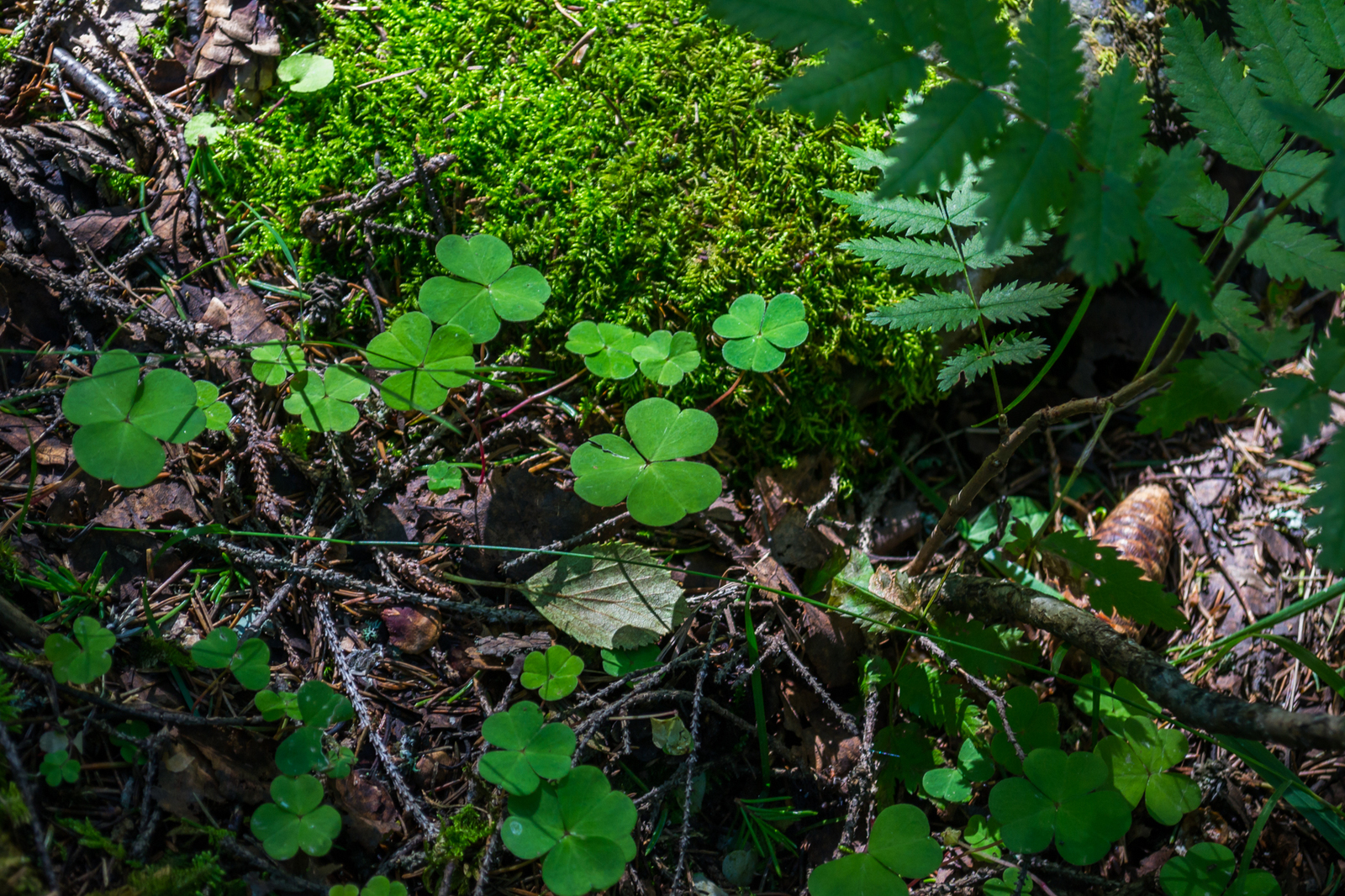 moss land - My, Moss, Forest, Nature, Longpost