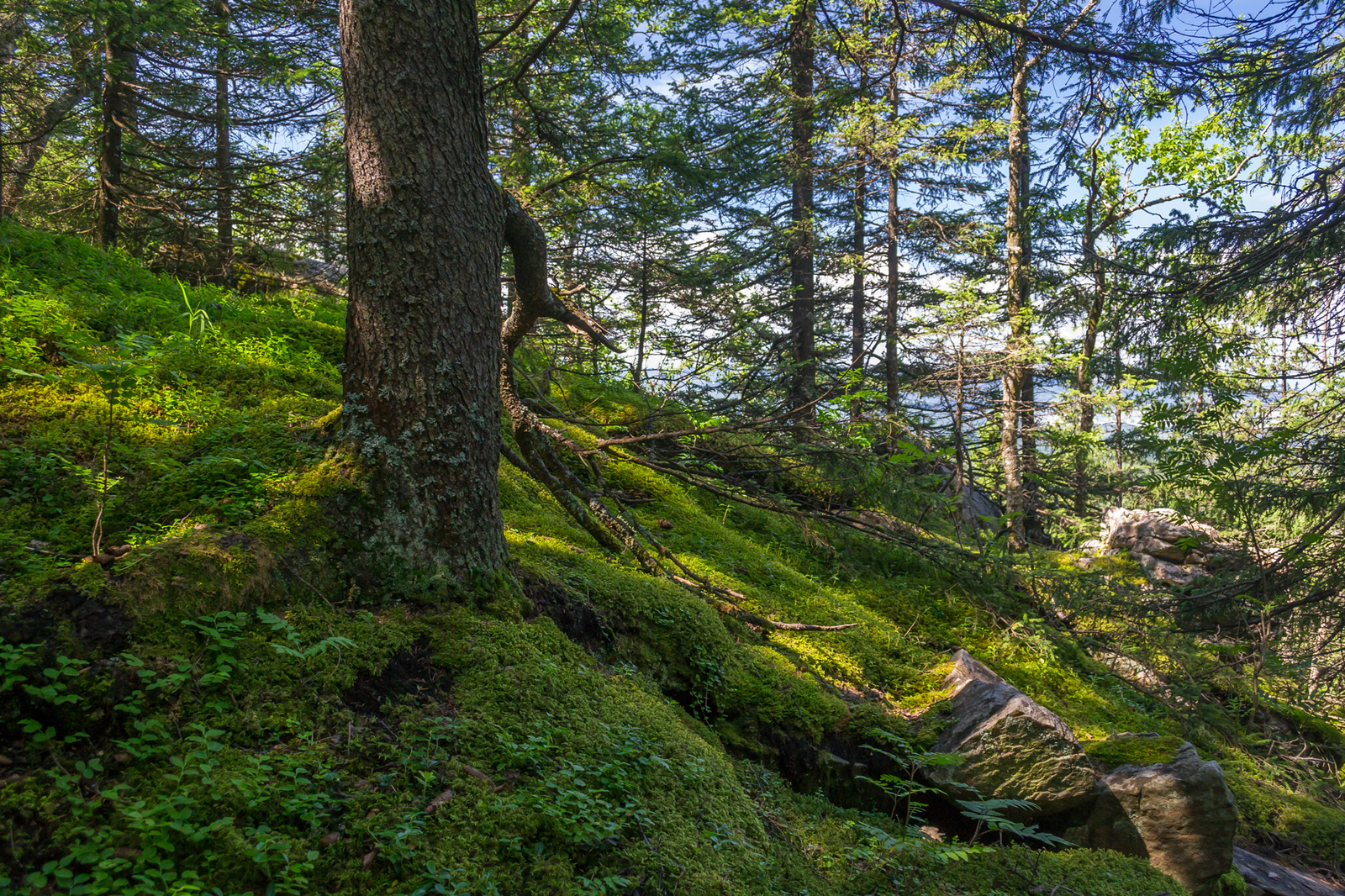 moss land - My, Moss, Forest, Nature, Longpost