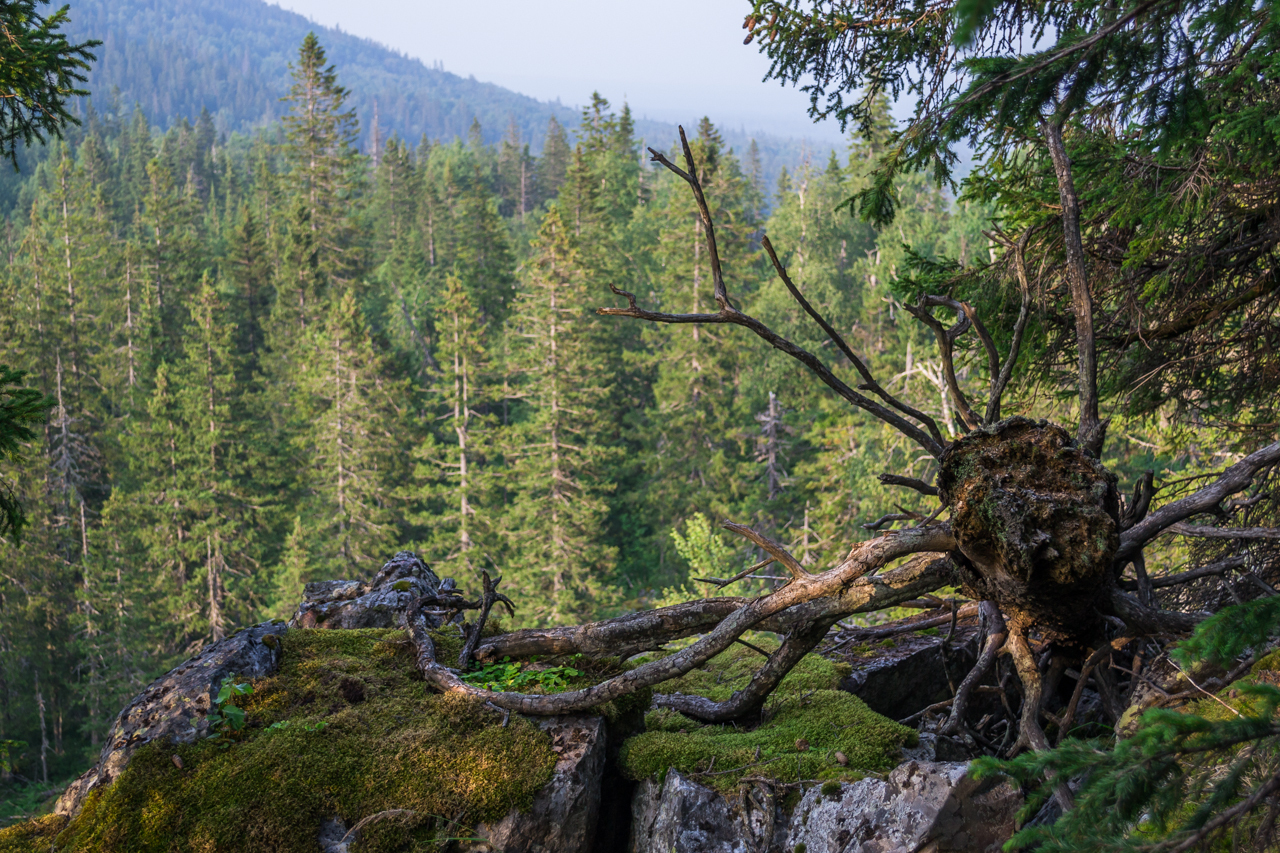 moss land - My, Moss, Forest, Nature, Longpost