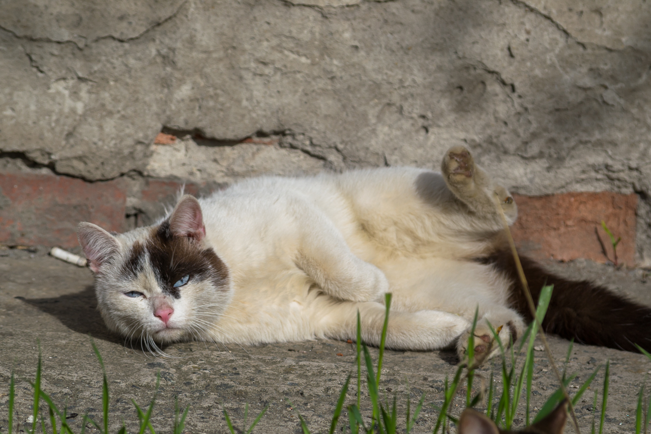 Photogenic cat - My, cat, Milota, Longpost