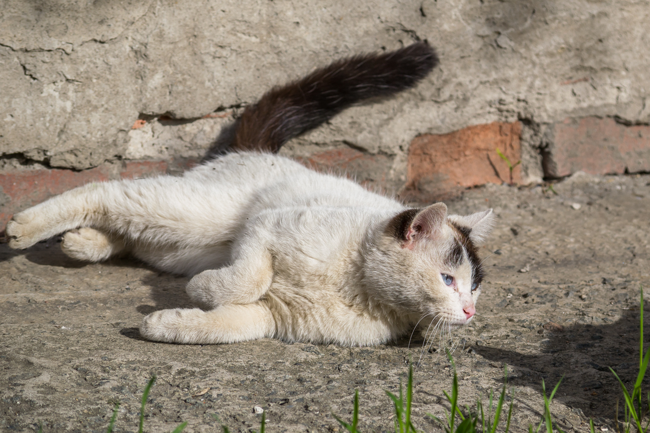 Photogenic cat - My, cat, Milota, Longpost