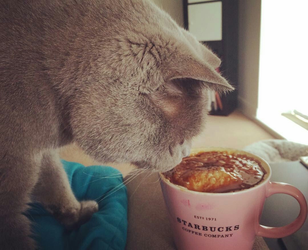 My morning starts with .... coffee? - cat, Coffee, Morning, What's this?