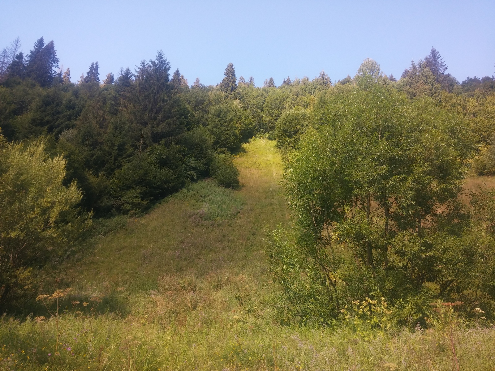 It's so lucky... - My, Photo, Nature, Travels, Carpathians, Longpost