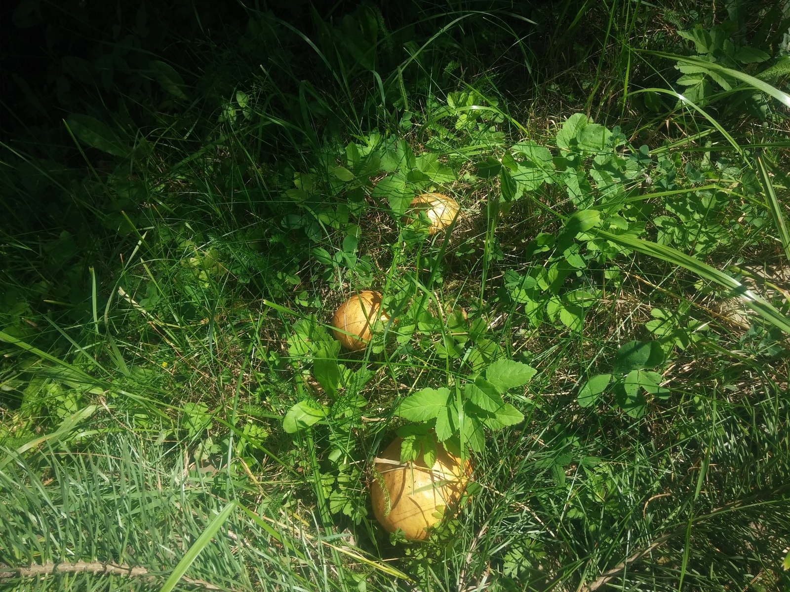 It's so lucky... - My, Photo, Nature, Travels, Carpathians, Longpost