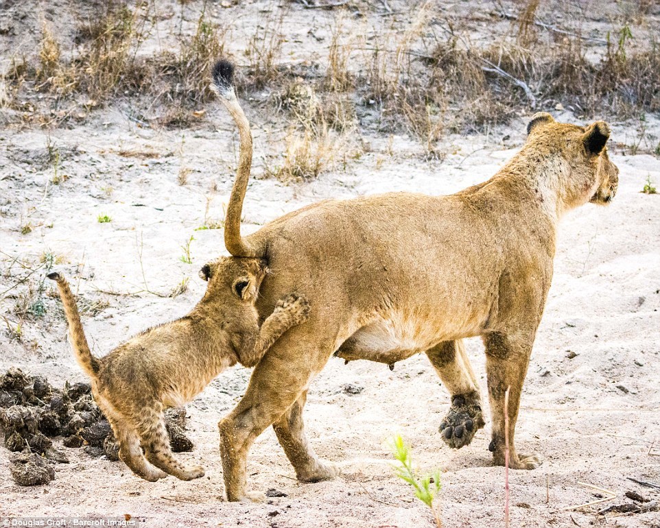 Here's a jump! - Animals, a lion, Bounce