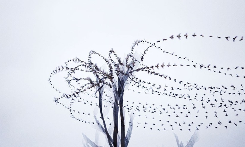 Movement of birds in flight - Birds, Flight, Longpost, Multiple exposure, Chronophotography, The photo