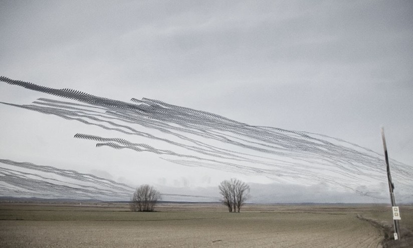 Movement of birds in flight - Birds, Flight, Longpost, Multiple exposure, Chronophotography, The photo