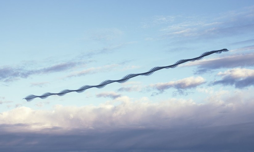 Movement of birds in flight - Birds, Flight, Longpost, Multiple exposure, Chronophotography, The photo