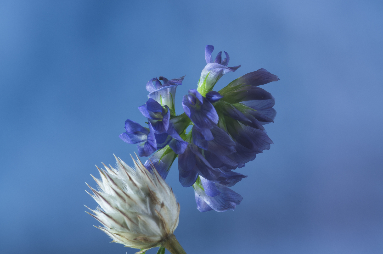 Jupiter 21M 4/200 test. - My, Photographer, Soviet optics, , The photo, Wildflowers, 