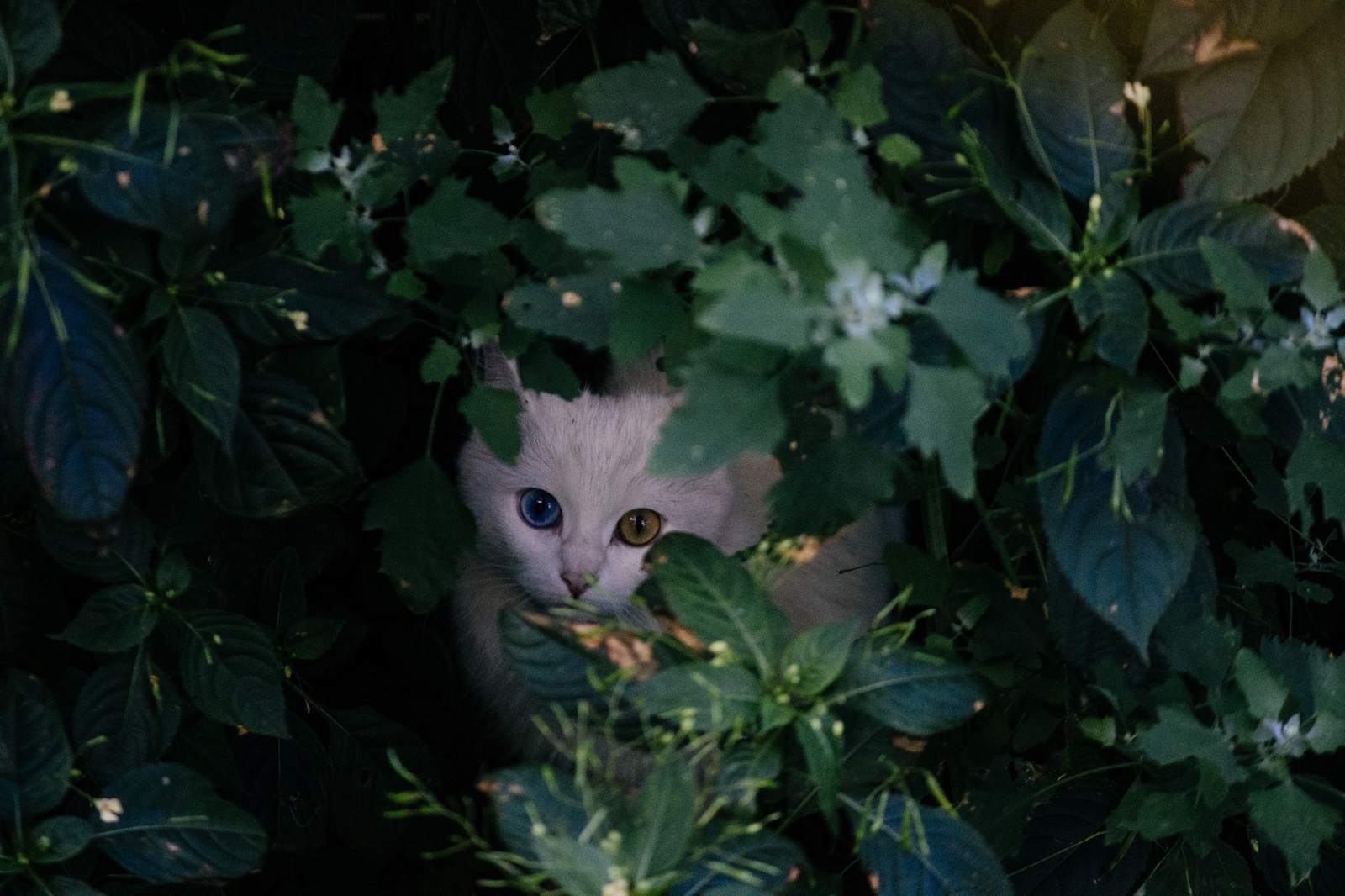 The cutest yard cat - My, cat, The photo, Animals