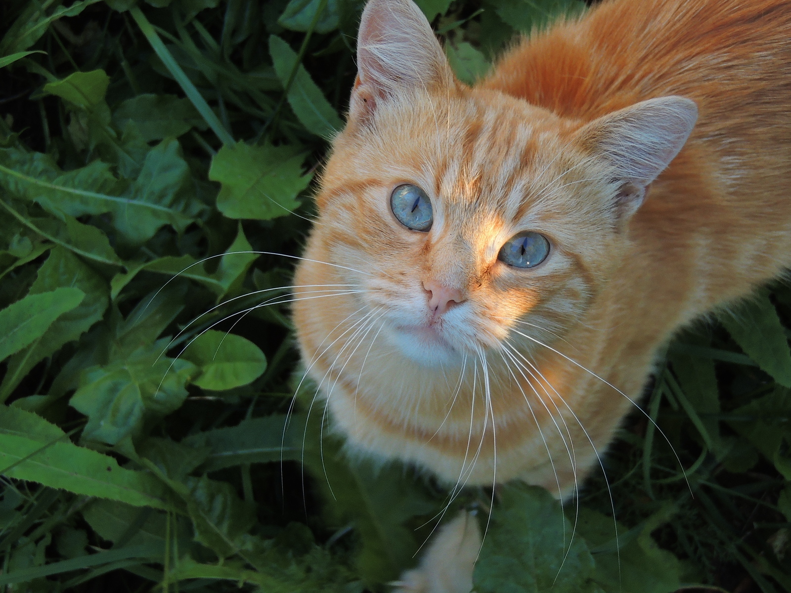 Village handsome - cat, Animals, Nature