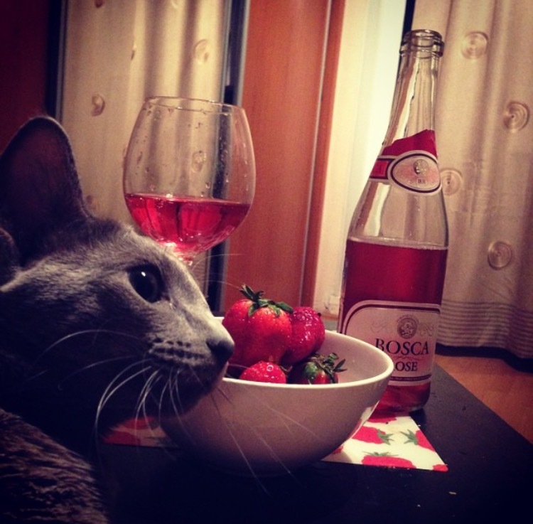 Another Saturday night strong and independent. - My, cat, Evening, Romantic dinner